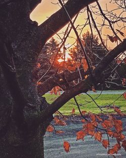 Close-up of tree against sky during sunset