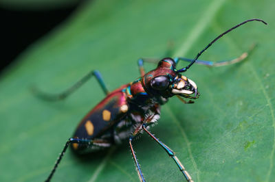 Close-up of fly on leaf