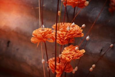 Close-up of orange flowers