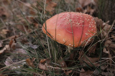 fungus