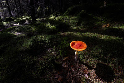 Mushroom growing on field