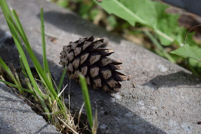 Close-up of pine cone on field