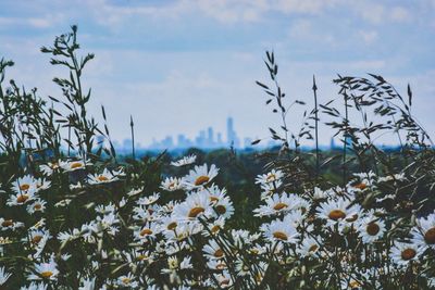 Close-up of flowers blooming against sky