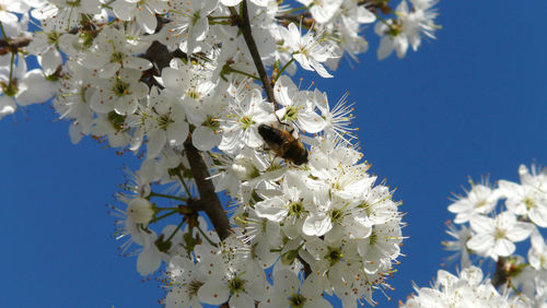 Close-up of bee on white flowers