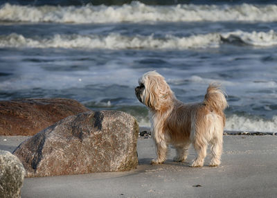 Dog sitting on rock at beach