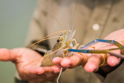 Close-up of insect on hand