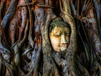 Head of a buddha statue, grown into a strangler fig, wat maha that, ayutthaya, thailand, asia