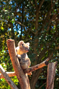 Close-up of koala on branch