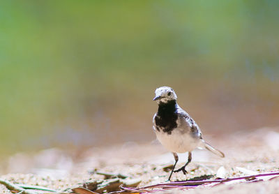 Close-up of bird perching on branch