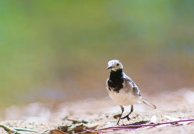 Close-up of white wagtail on field