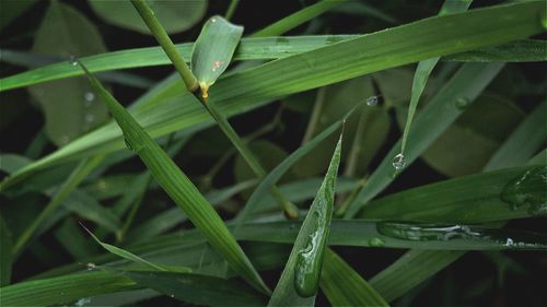 Full frame shot of grass during rainy season