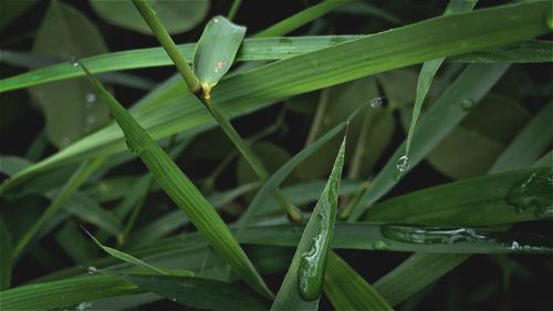 Close-up of green leaves