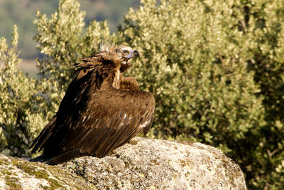 Bird perching on rock