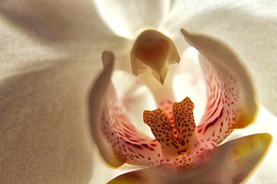 Close-up of flowers