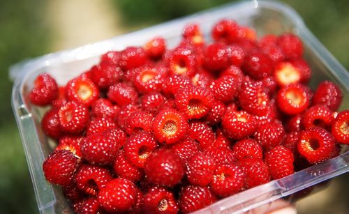Close-up of strawberries
