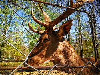 Deer on a fence
