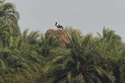 Low angle view of bird perching on palm tree against sky