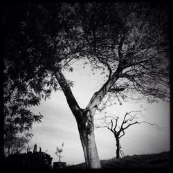 Low angle view of bare trees against sky