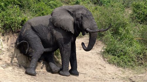 African elephant, loxodonta africana, kazinga channel, uganda