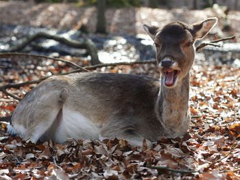 Portrait of deer in a field