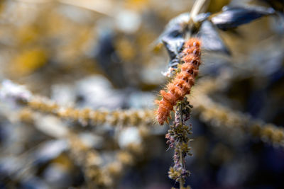 Close-up of insect on plant