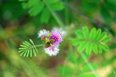 Close-up of pink flowering plant