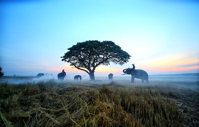 Men on elephants at landscape during sunset