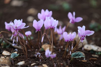 Close-up of purple crocus flowers on field