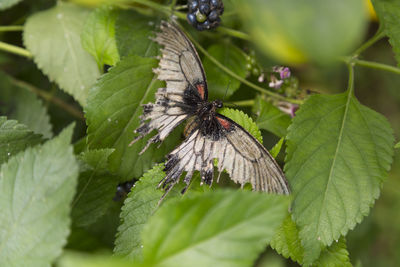 Close-up of butterfly on leaf