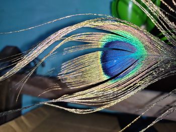 Close-up of peacock feather