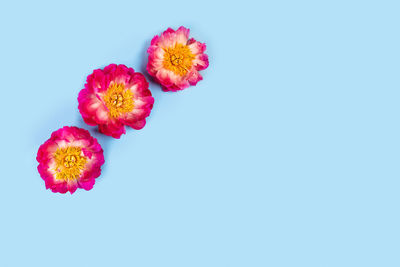 Flower blue background. tree peonies in a corner on a blue background.