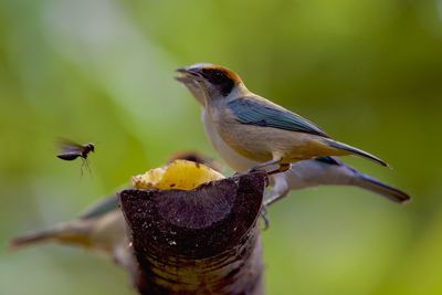 Close-up of bird perching on a plant