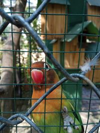 Close-up of lovebird in cage at zoo