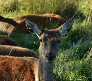 Close-up of deer on field