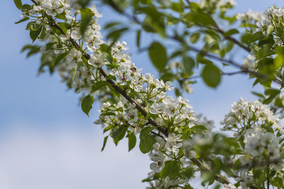 Low angle view of cherry blossoms against sky