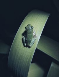 Close-up of frog on leaf at night