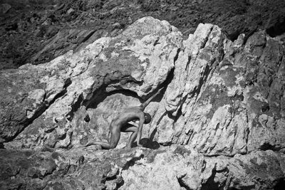 View of animal on rock