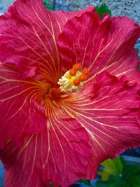 Close-up of hibiscus blooming outdoors