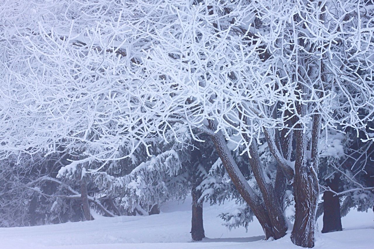 snow, cold temperature, winter, season, weather, frozen, covering, nature, covered, tranquility, tree, white color, bare tree, cold, beauty in nature, ice, snow covered, field, frost, day