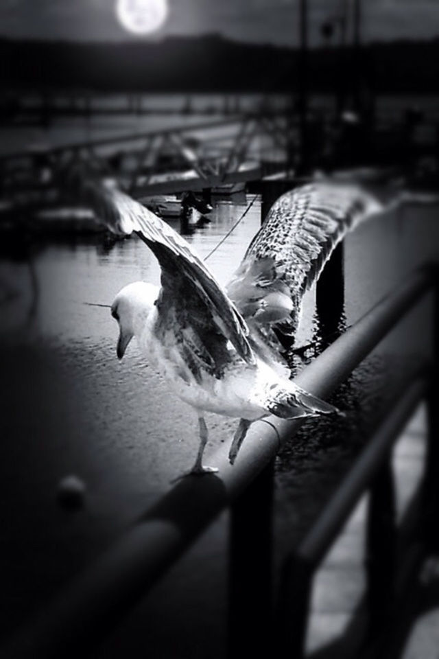 bird, animal themes, animals in the wild, wildlife, focus on foreground, selective focus, perching, flying, pigeon, sunlight, spread wings, one animal, full length, seagull, two animals, outdoors, nature, railing, day