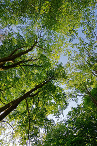 Low angle view of trees against sky