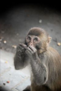 Close-up of monkey