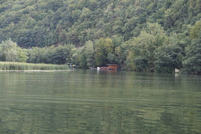 Scenic view of lake in forest