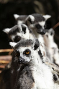 Line up of multiple lemur