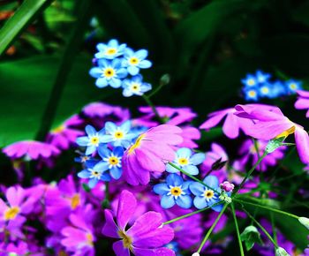 Close-up of purple flowering plants