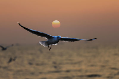 Seagull flying in the sky