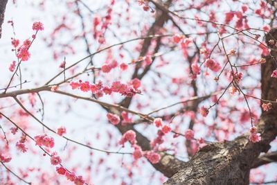 Low angle view of cherry blossoms on tree