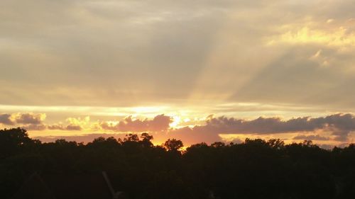 Silhouette of trees at sunset