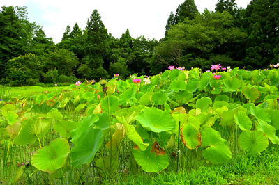 Close-up of flowering plants on field