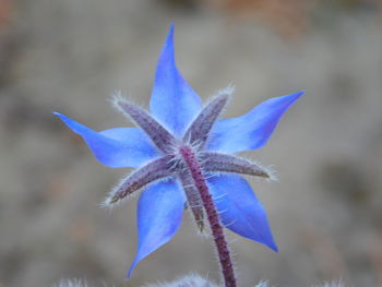 Close-up of purple flower